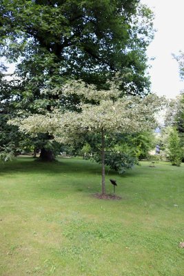 Quercus cerris 'Argenteovariegata' - dub cer - celek
